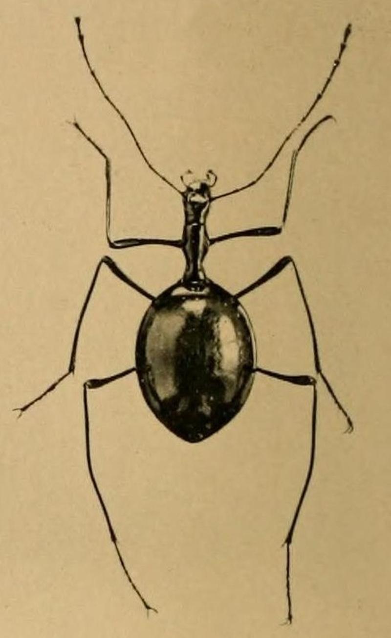 René Jeannel, Révision des Bathysciinae -Leptodirus 74