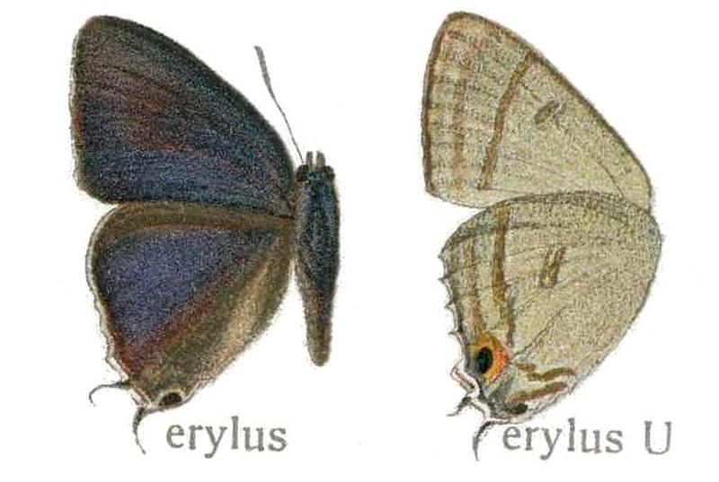 Hypolycaena erylus