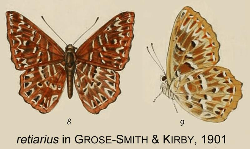 Retiarius inGrose-Sm.Kirby1901