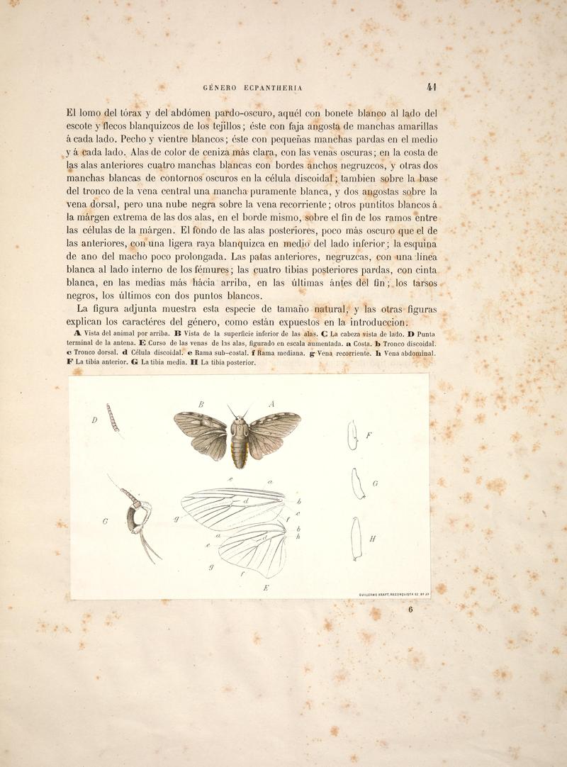 Revision del género Ecpantheria (Page 41) BHL32913133
