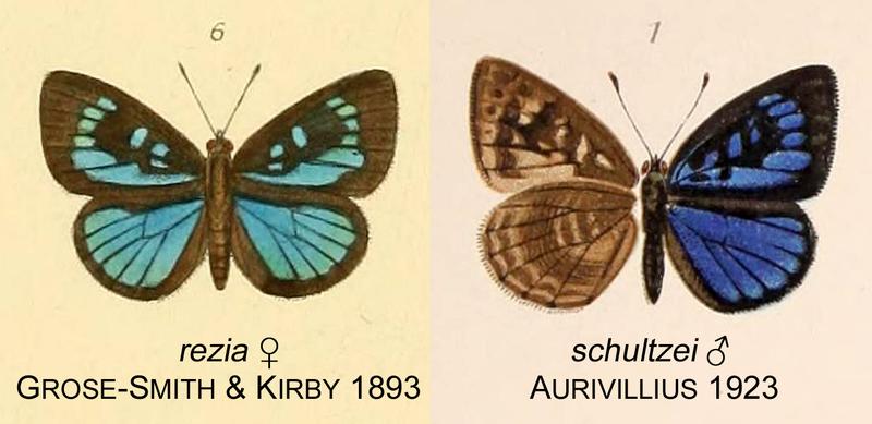 Rezia schultzeiOD