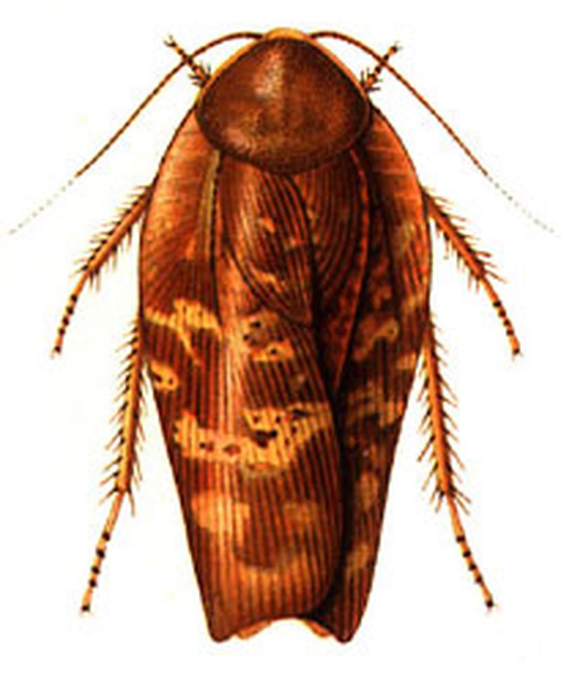 Rhabdoblatta terranea