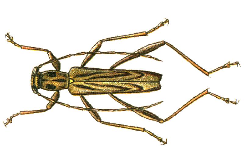 Rhabdoclytus acutivittis