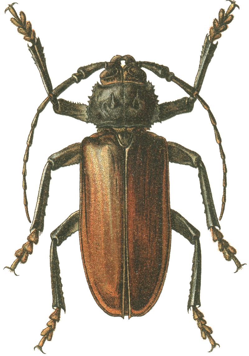 Rhaesus serricollis