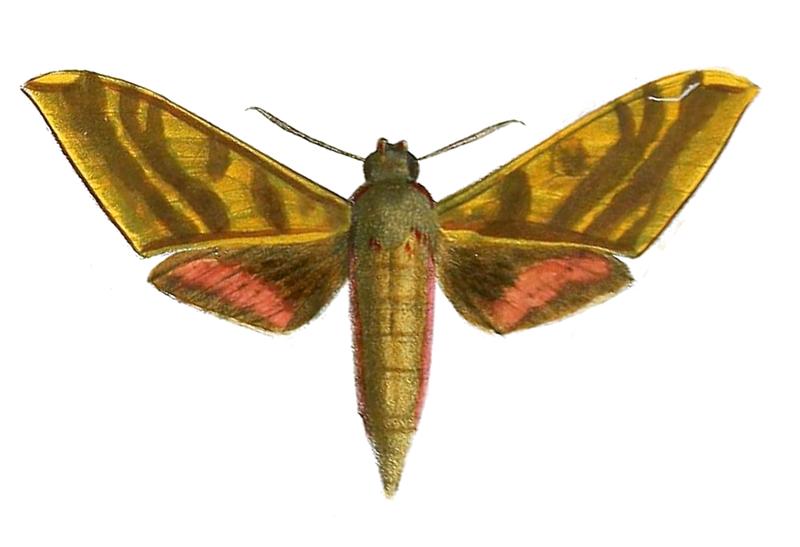 Rhagastis gloriosa