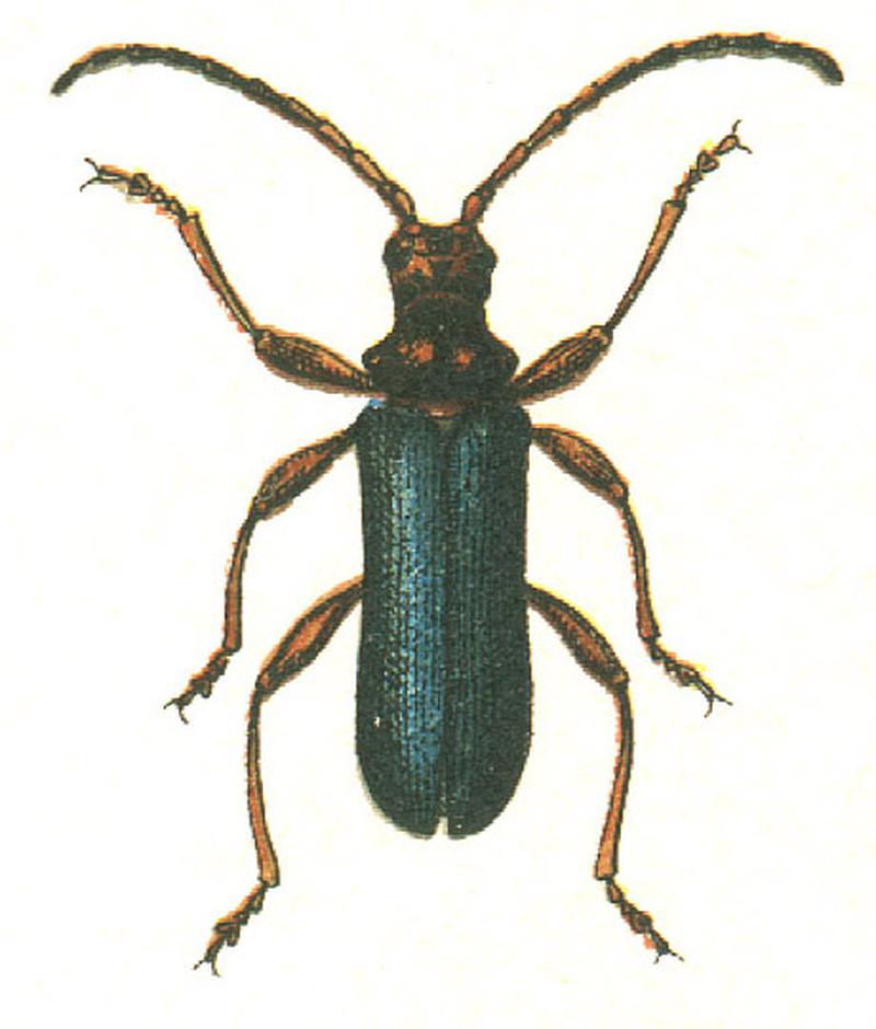 Rhamnusium bicolor