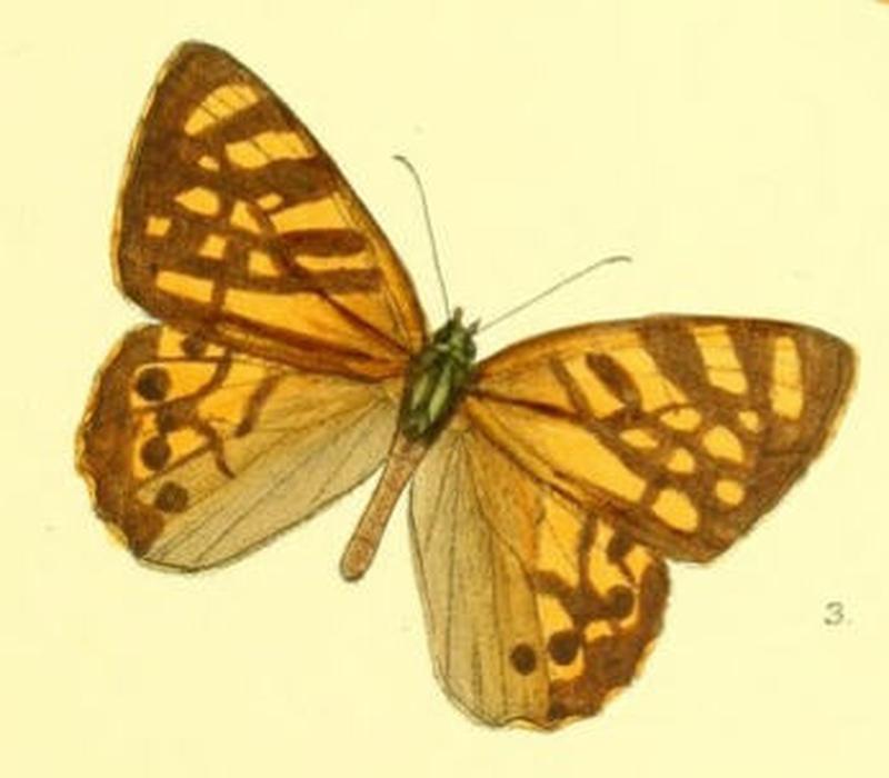 RhaphiceraMoorei95 3