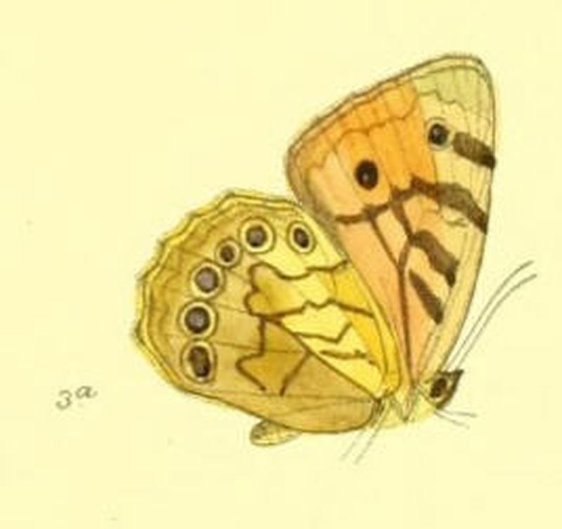 RhaphiceraMoorei95 3a