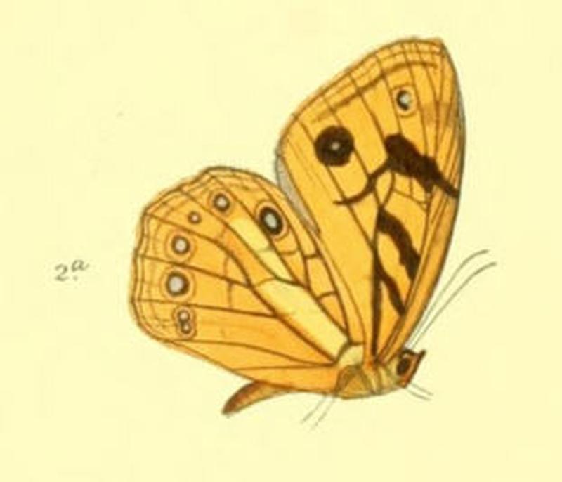 RhaphiceraSatricus95 2a