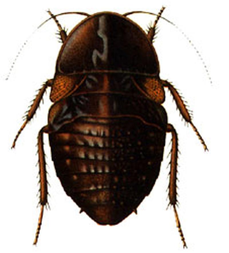 Rhicnoda natarix