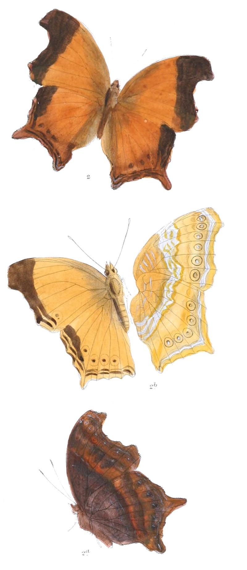 RhinopalpaPolynice 327