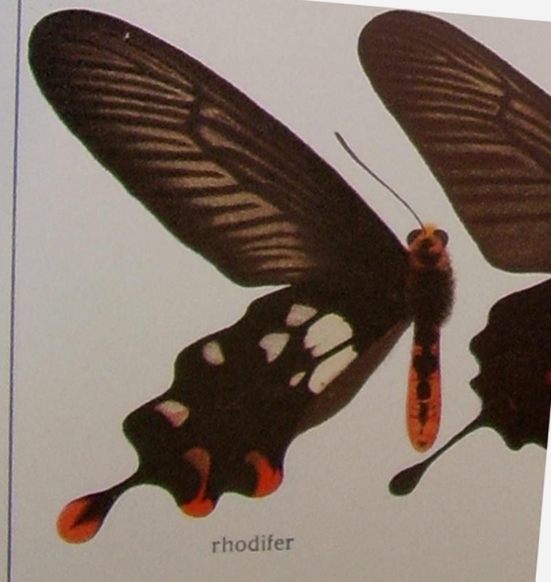 Andaman Clubtail upperwing