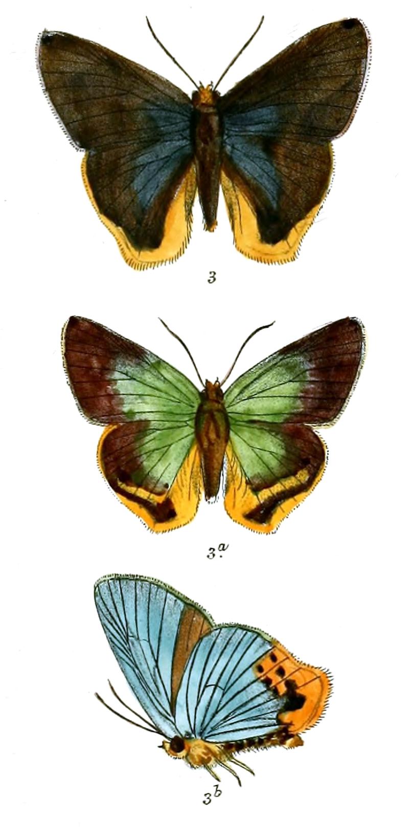 RhopalocamptaBenjamini 749 33