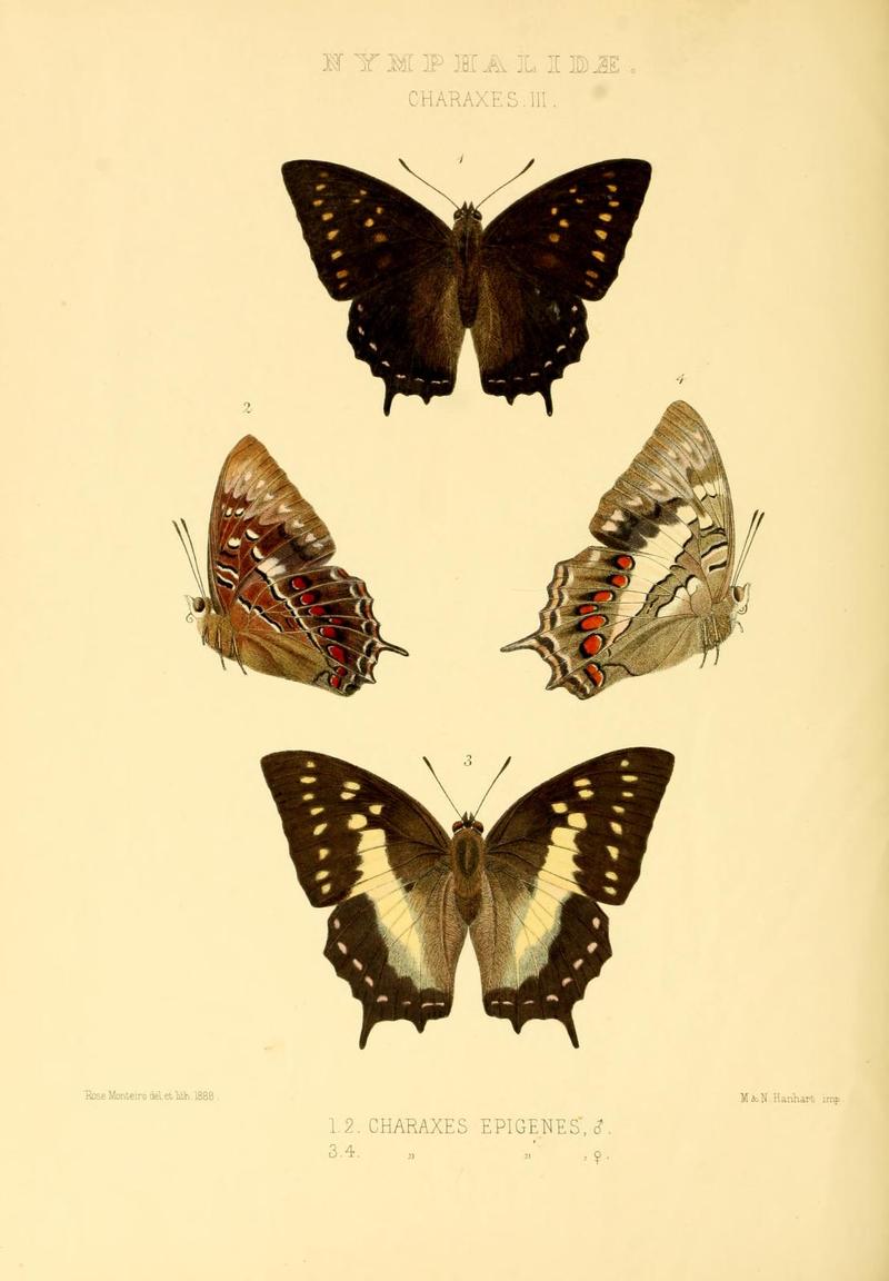 RhopaloceraExoticaCharaxesIII