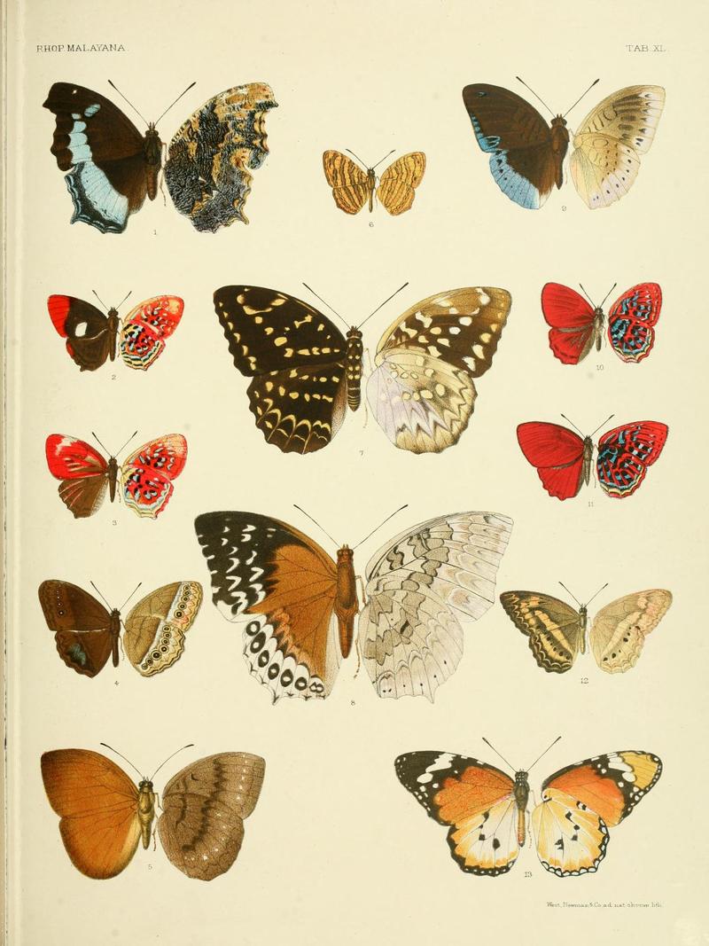 Rhopalocera Malayana a description of the butterflies of the Malay peninsula by WL Distant