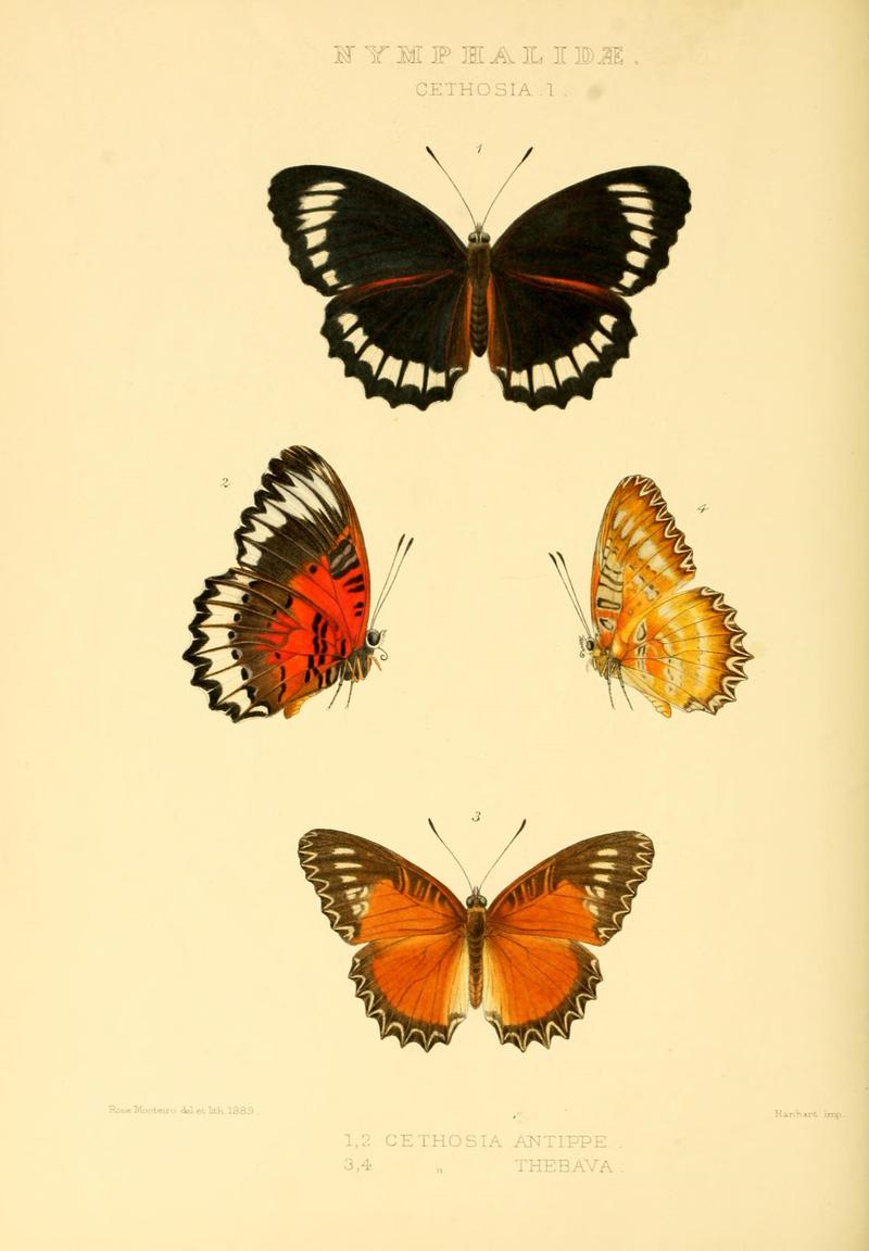 Rhopalocera Exotica Vol 2 Nymphalidae Nymphalinae Cethosia Plate 1