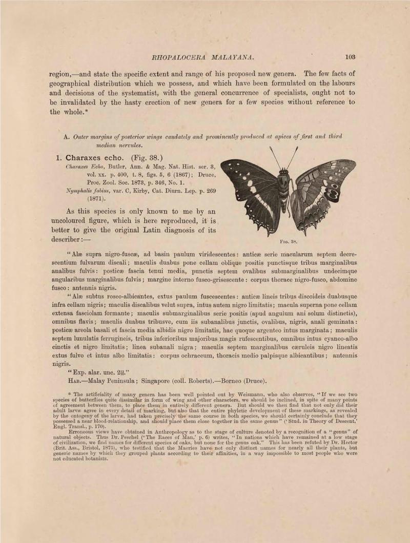 Rhopalocera Malayana -a description of the butterflies of the Malay Peninsula - with 46 coloured plates and 129 woodcuts (Page 103) BHL46291237