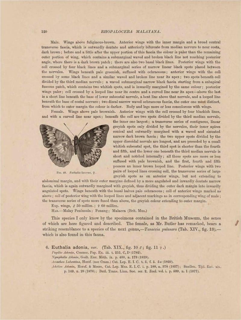 Rhopalocera Malayana -a description of the butterflies of the Malay Peninsula - with 46 coloured plates and 129 woodcuts (Page 120) BHL46291254