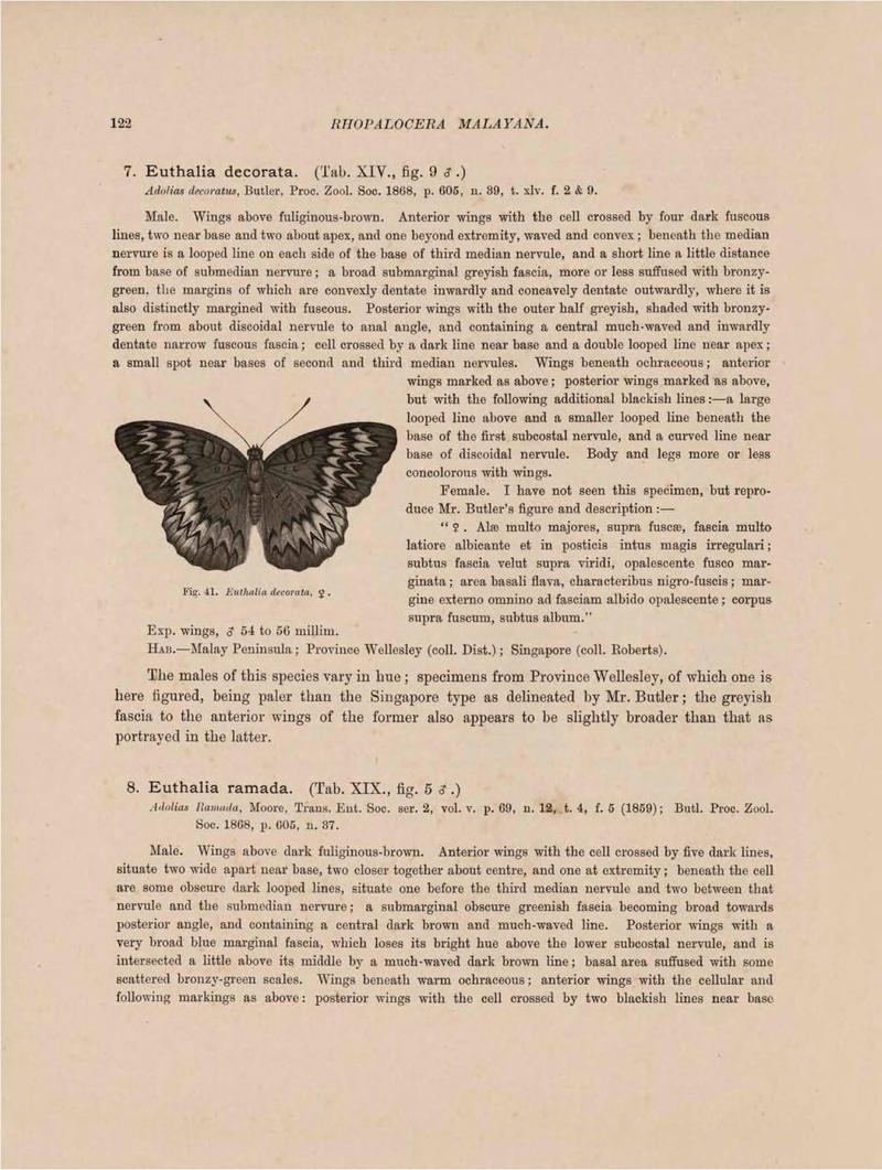Rhopalocera Malayana -a description of the butterflies of the Malay Peninsula - with 46 coloured plates and 129 woodcuts (Page 122) BHL46291256