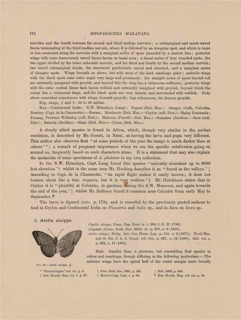 Rhopalocera Malayana -a description of the butterflies of the Malay Peninsula - with 46 coloured plates and 129 woodcuts (Page 174) BHL46291308