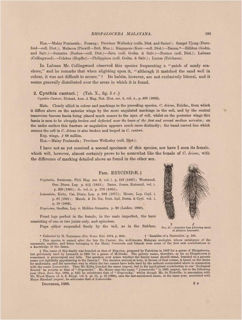 Rhopalocera Malayana -a description of the butterflies of the Malay Peninsula - with 46 coloured plates and 129 woodcuts (Page 185) BHL46291319