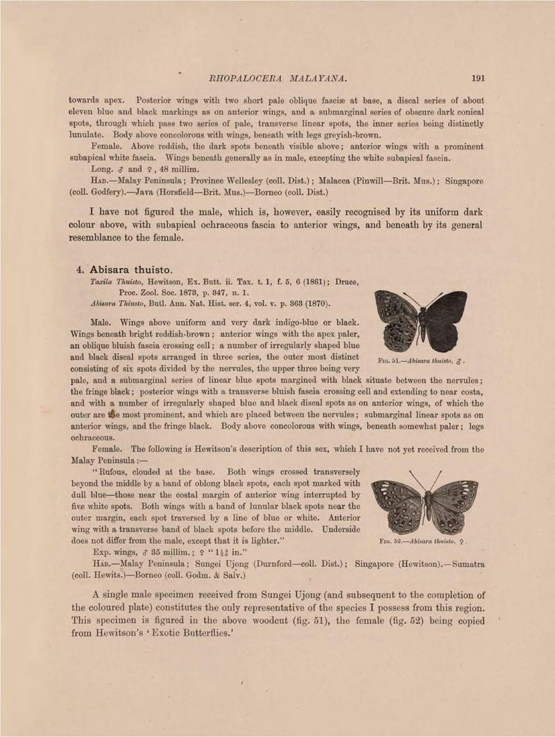 Rhopalocera Malayana -a description of the butterflies of the Malay Peninsula - with 46 coloured plates and 129 woodcuts (Page 191) BHL46291325