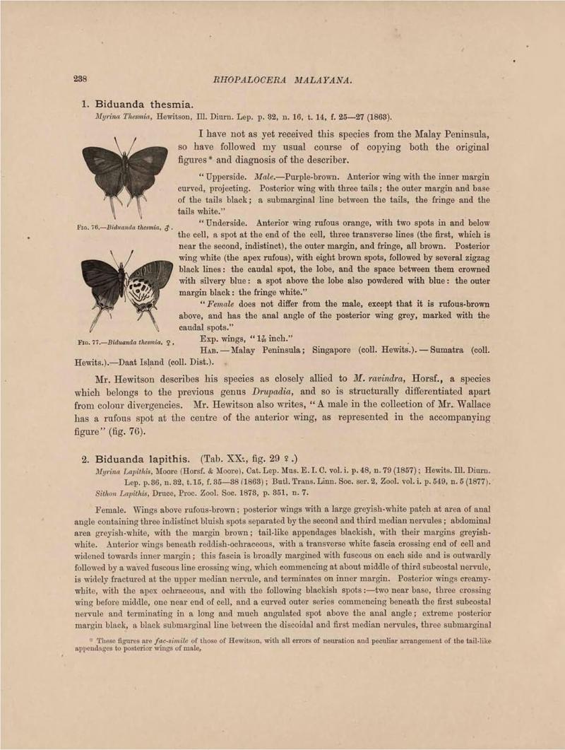 Rhopalocera Malayana -a description of the butterflies of the Malay Peninsula - with 46 coloured plates and 129 woodcuts (Page 238) BHL46291372
