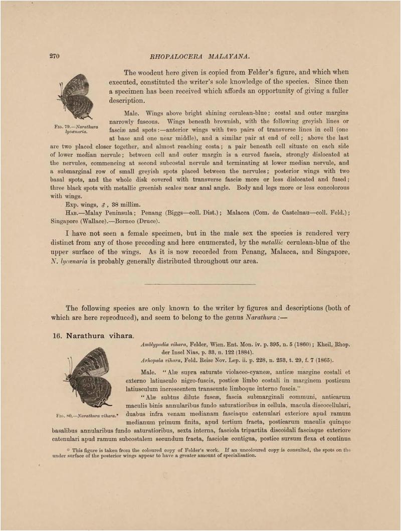 Rhopalocera Malayana -a description of the butterflies of the Malay Peninsula - with 46 coloured plates and 129 woodcuts (Page 270) BHL46291404