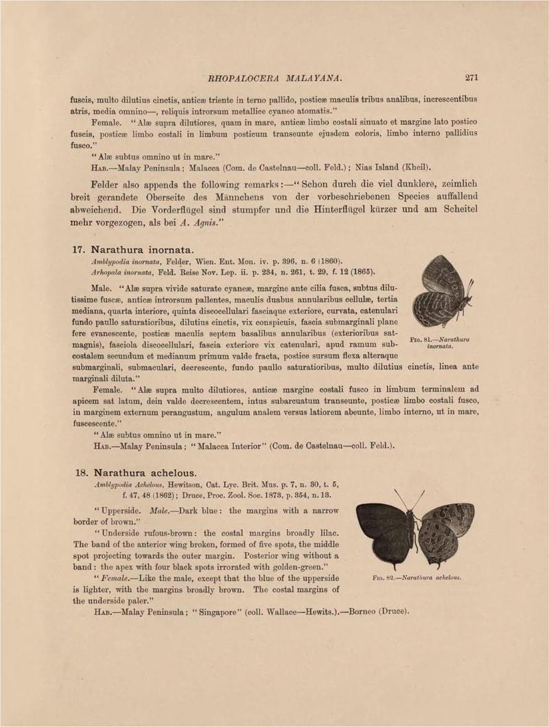 Rhopalocera Malayana -a description of the butterflies of the Malay Peninsula - with 46 coloured plates and 129 woodcuts (Page 271) BHL46291405