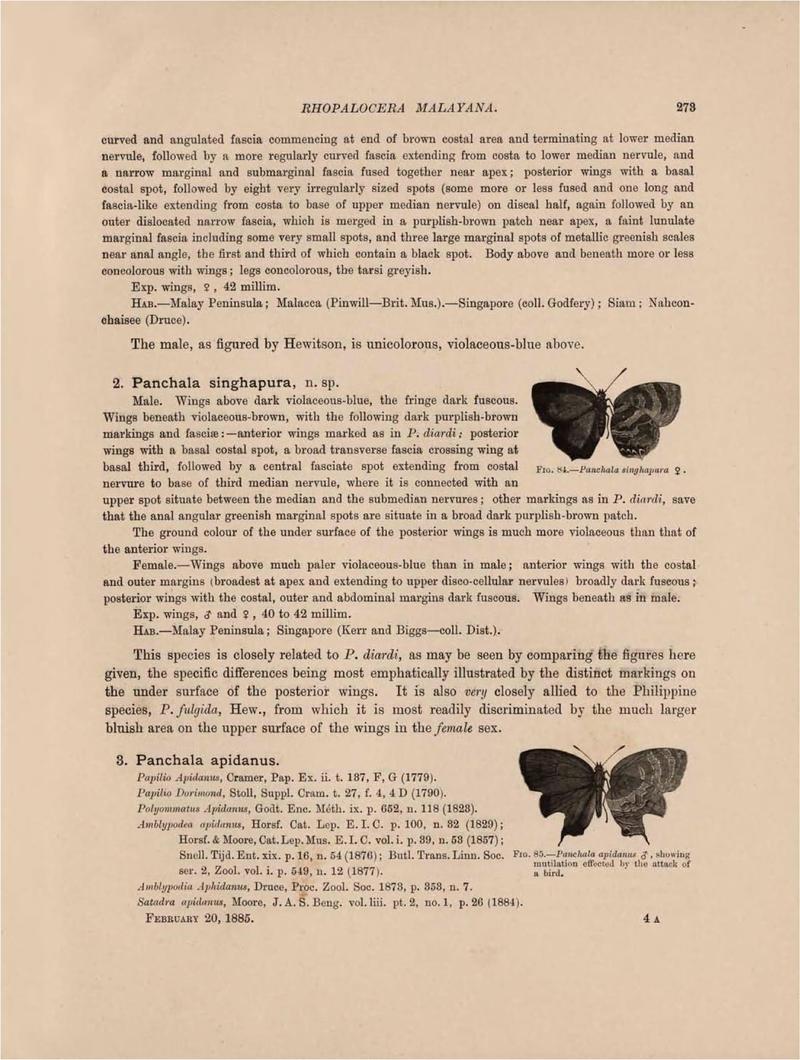 Rhopalocera Malayana -a description of the butterflies of the Malay Peninsula - with 46 coloured plates and 129 woodcuts (Page 273) BHL46291407