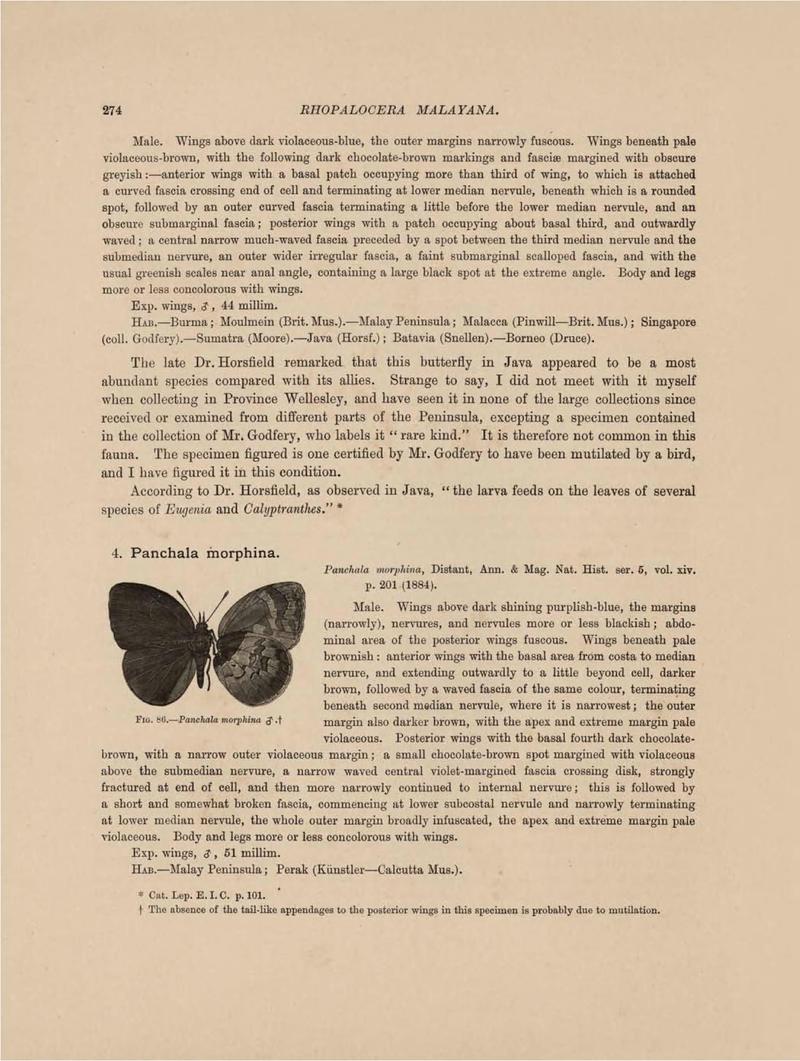 Rhopalocera Malayana -a description of the butterflies of the Malay Peninsula - with 46 coloured plates and 129 woodcuts (Page 274) BHL46291408