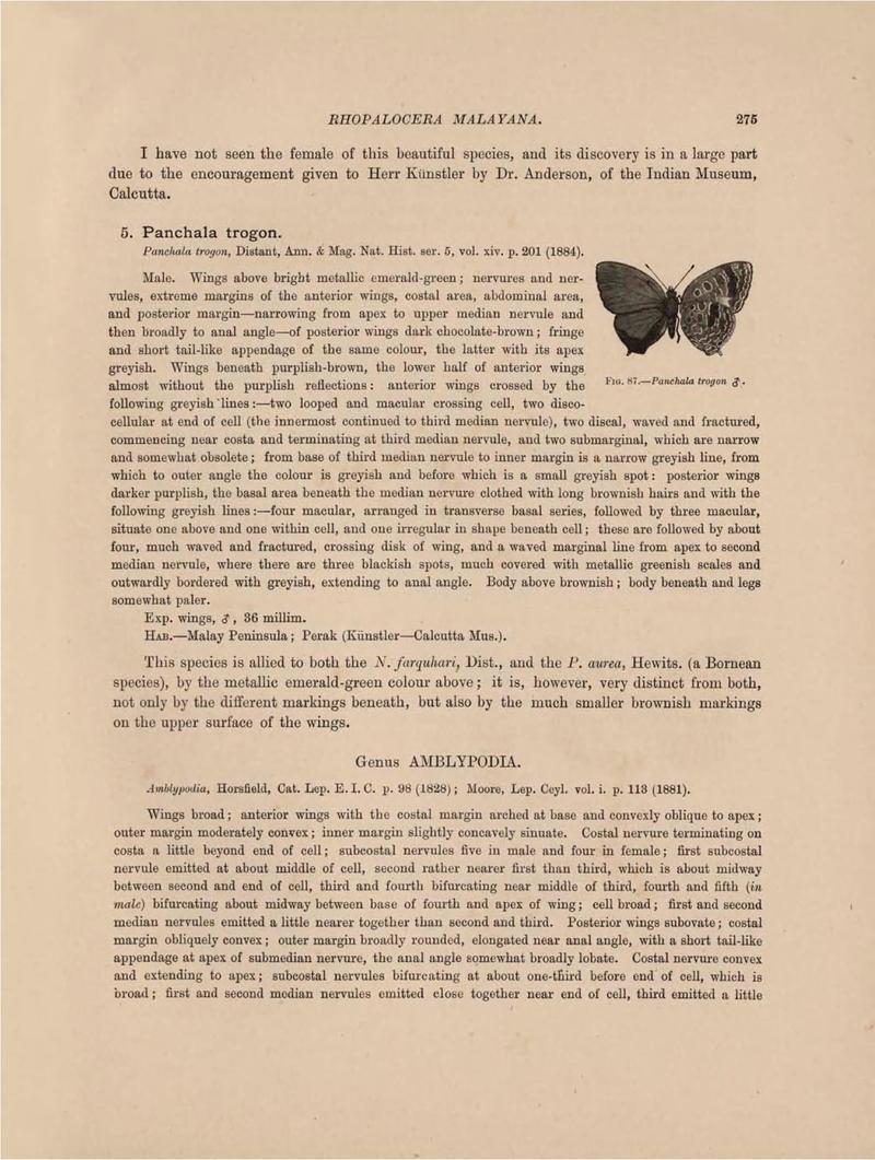 Rhopalocera Malayana -a description of the butterflies of the Malay Peninsula - with 46 coloured plates and 129 woodcuts (Page 275) BHL46291409