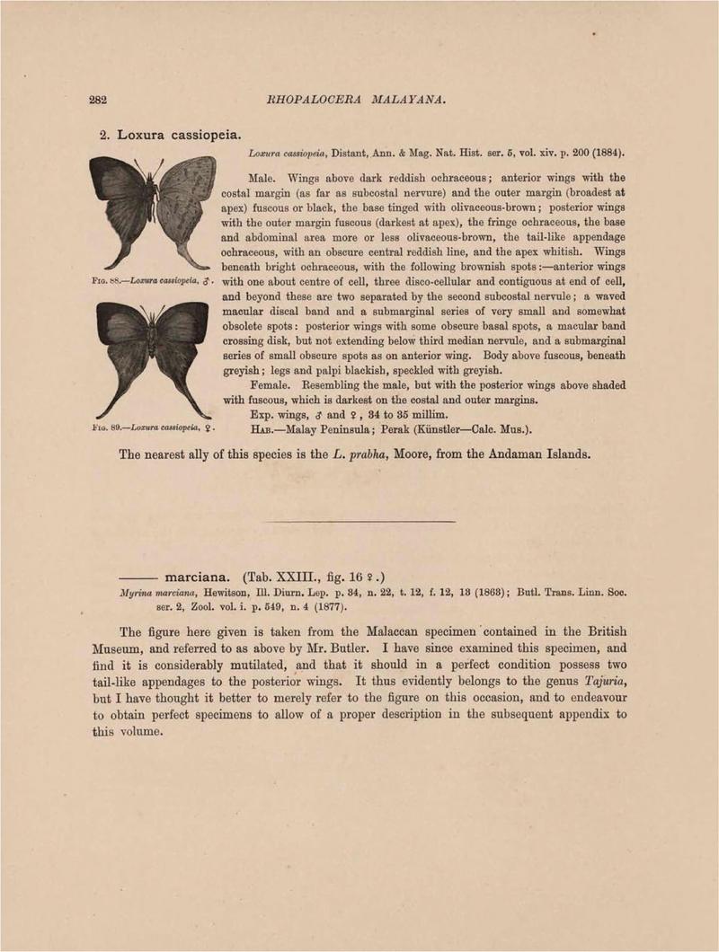 Rhopalocera Malayana -a description of the butterflies of the Malay Peninsula - with 46 coloured plates and 129 woodcuts (Page 282) BHL46291416