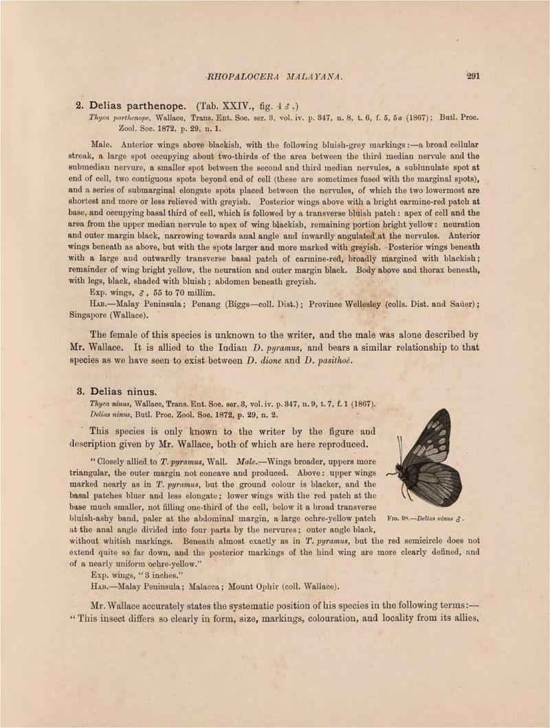 Rhopalocera Malayana -a description of the butterflies of the Malay Peninsula - with 46 coloured plates and 129 woodcuts (Page 291) BHL46291425