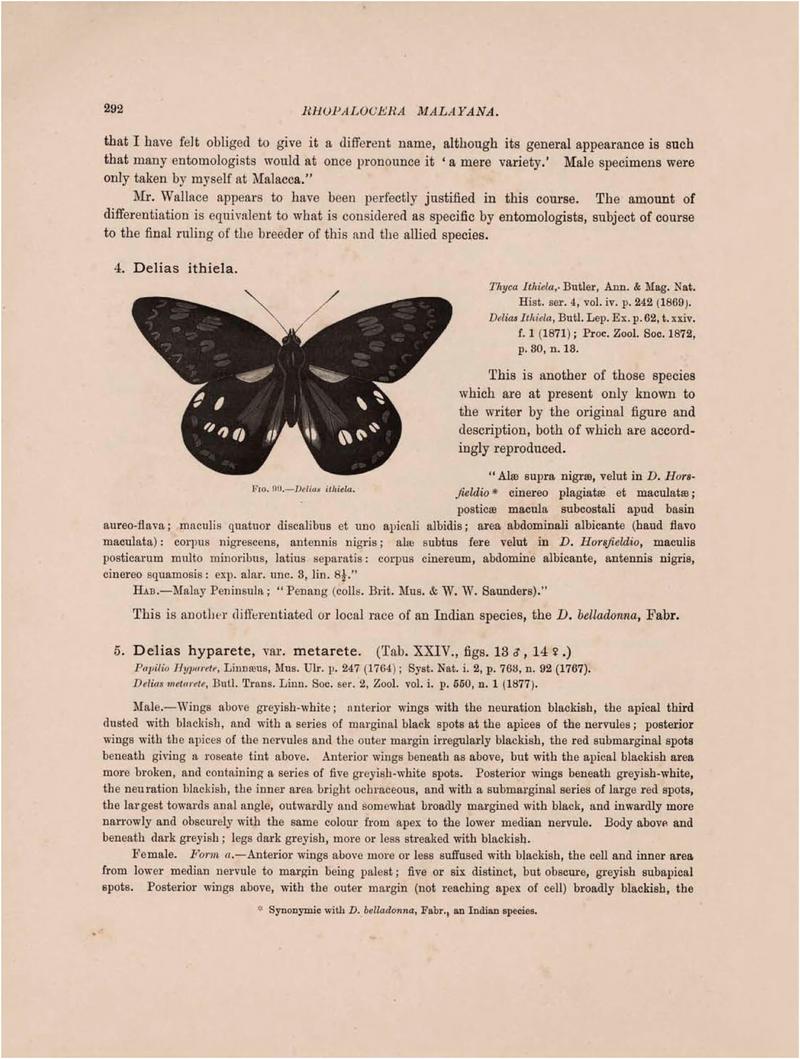 Rhopalocera Malayana -a description of the butterflies of the Malay Peninsula - with 46 coloured plates and 129 woodcuts (Page 292) BHL46291426