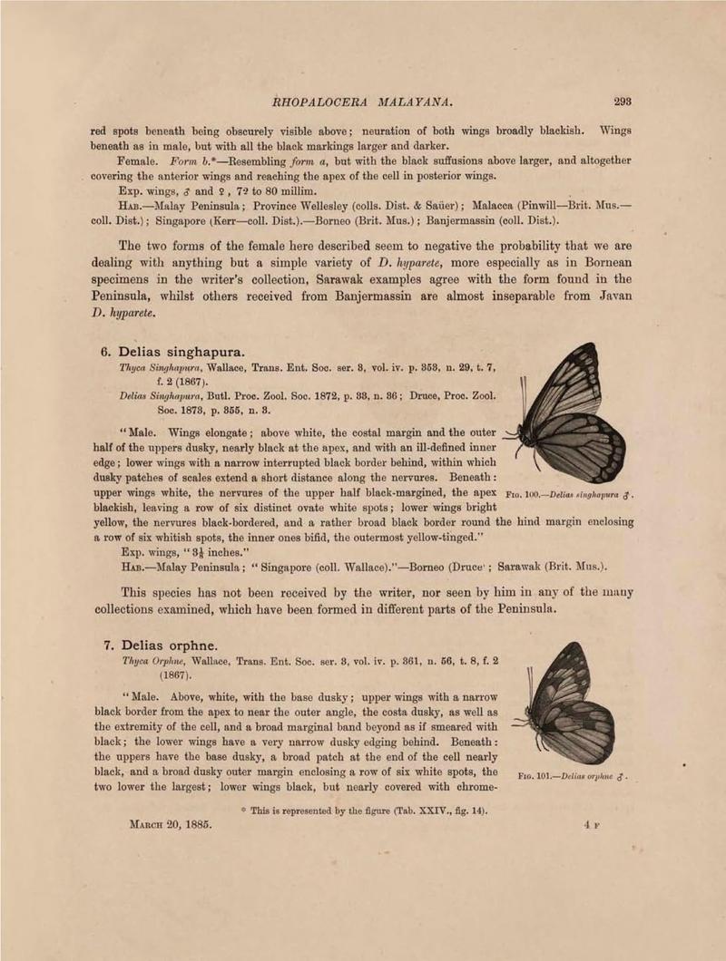 Rhopalocera Malayana -a description of the butterflies of the Malay Peninsula - with 46 coloured plates and 129 woodcuts (Page 293) BHL46291427