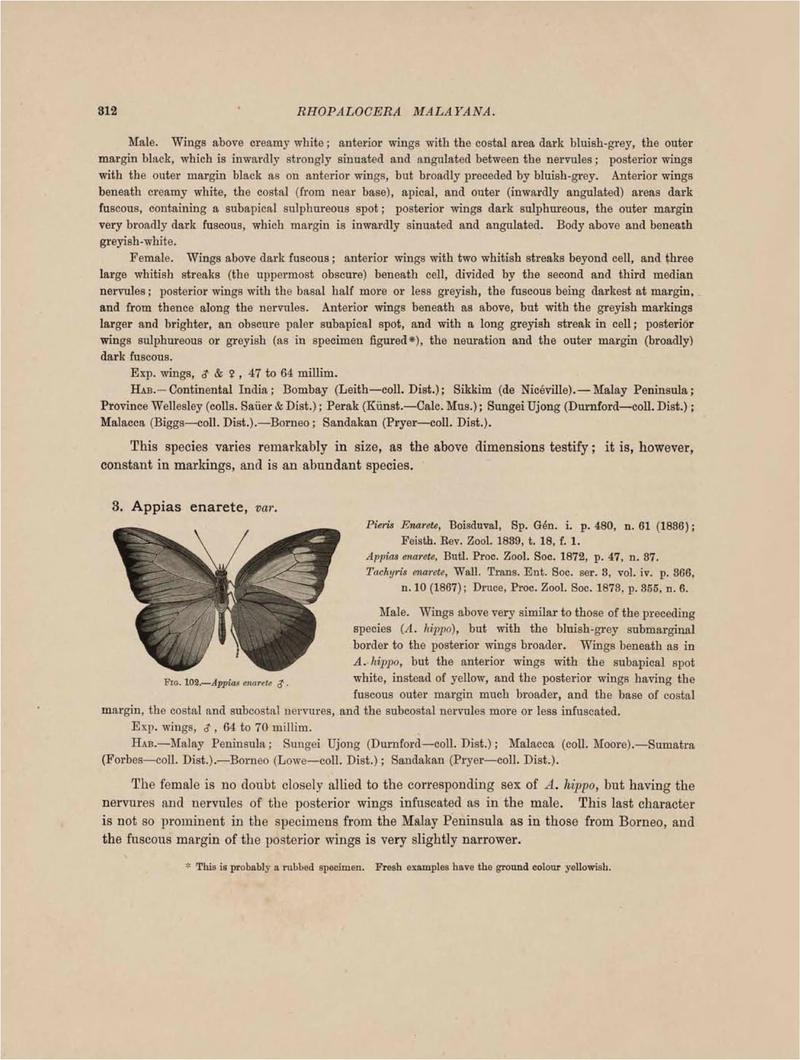 Rhopalocera Malayana -a description of the butterflies of the Malay Peninsula - with 46 coloured plates and 129 woodcuts (Page 312) BHL46291446