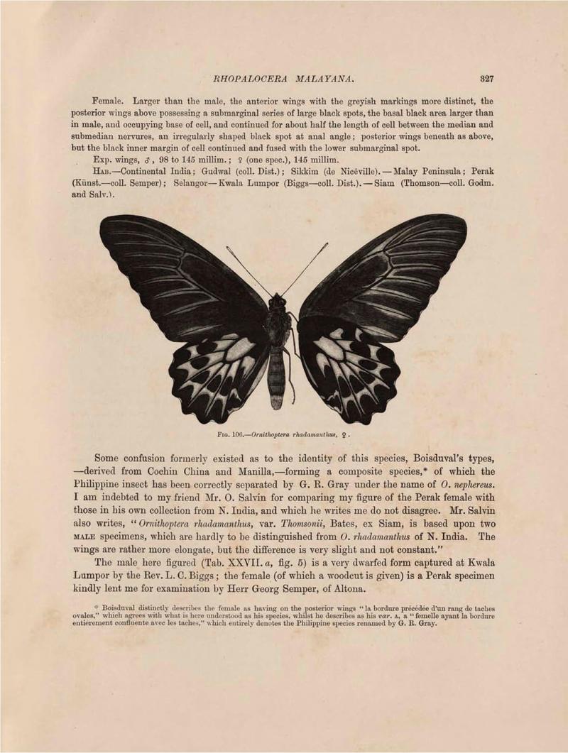 Rhopalocera Malayana -a description of the butterflies of the Malay Peninsula - with 46 coloured plates and 129 woodcuts (Page 327) BHL46291461