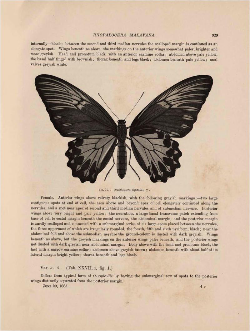 Rhopalocera Malayana -a description of the butterflies of the Malay Peninsula - with 46 coloured plates and 129 woodcuts (Page 329) BHL46291463