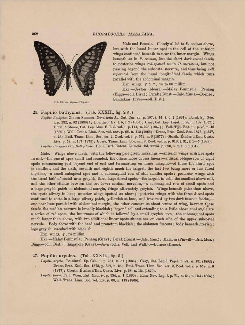 Rhopalocera Malayana -a description of the butterflies of the Malay Peninsula - with 46 coloured plates and 129 woodcuts (Page 362) BHL46291496