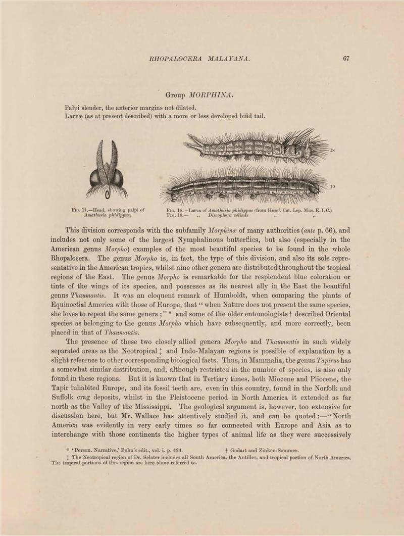 Rhopalocera Malayana -a description of the butterflies of the Malay Peninsula - with 46 coloured plates and 129 woodcuts (Page 67) BHL46291201