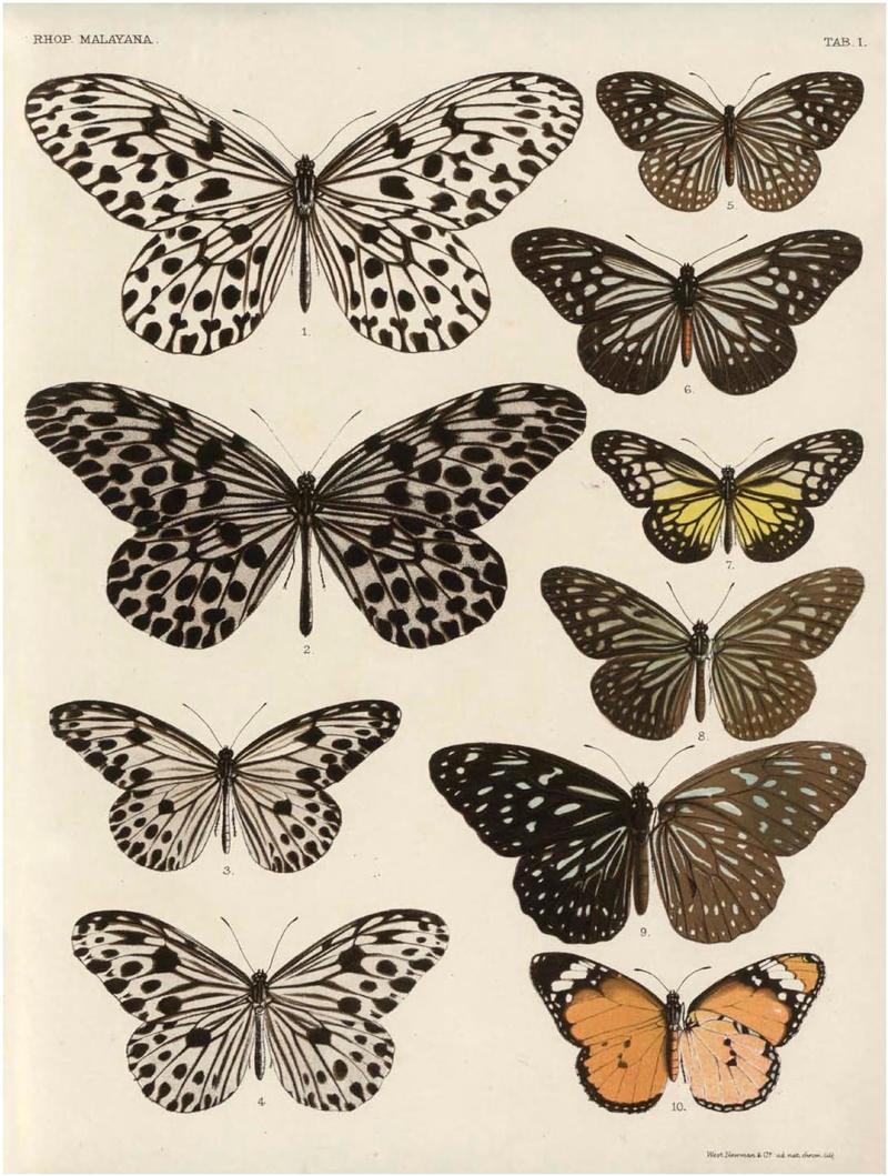 Rhopalocera Malayana -a description of the butterflies of the Malay Peninsula - with 46 coloured plates and 129 woodcuts (TAB I) BHL46291799