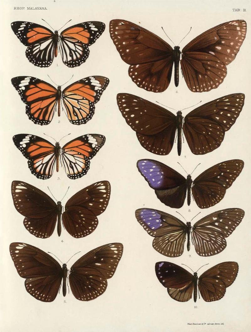Rhopalocera Malayana -a description of the butterflies of the Malay Peninsula - with 46 coloured plates and 129 woodcuts (TAB II) BHL46291619