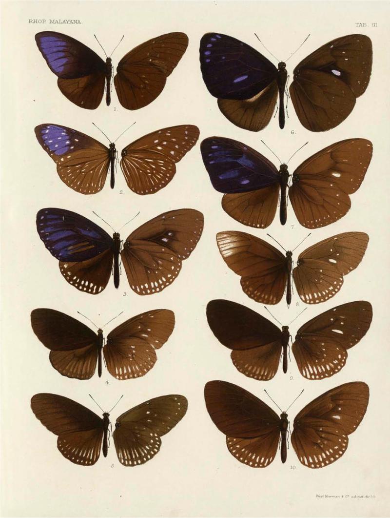 Rhopalocera Malayana -a description of the butterflies of the Malay Peninsula - with 46 coloured plates and 129 woodcuts (TAB III) BHL46291621