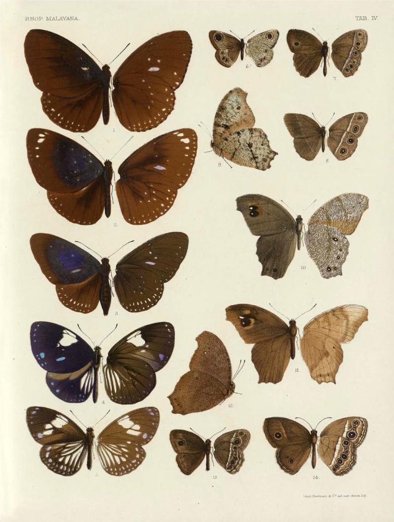 Rhopalocera Malayana -a description of the butterflies of the Malay Peninsula - with 46 coloured plates and 129 woodcuts (TAB IV) BHL46291623