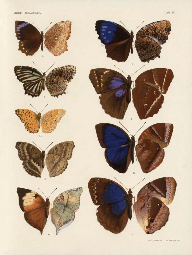 Rhopalocera Malayana -a description of the butterflies of the Malay Peninsula - with 46 coloured plates and 129 woodcuts (TAB IX) BHL46291633