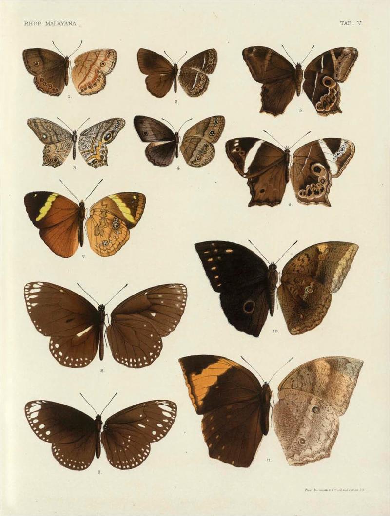 Rhopalocera Malayana -a description of the butterflies of the Malay Peninsula - with 46 coloured plates and 129 woodcuts (TAB V) BHL46291625