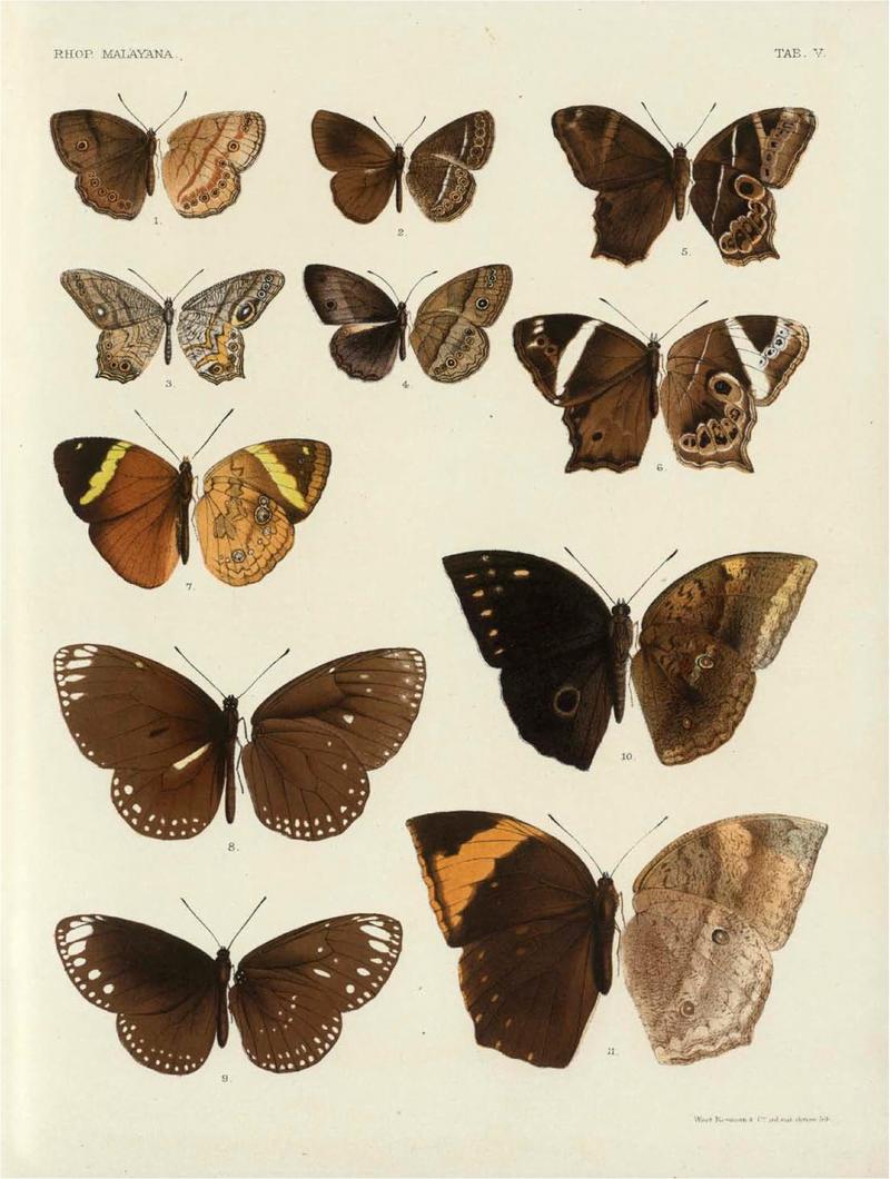 Rhopalocera Malayana -a description of the butterflies of the Malay Peninsula - with 46 coloured plates and 129 woodcuts (TAB V) BHL46291803