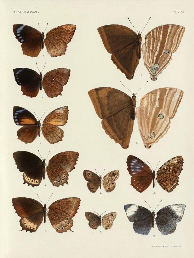 Rhopalocera Malayana -a description of the butterflies of the Malay Peninsula - with 46 coloured plates and 129 woodcuts (TAB VI) BHL46291627