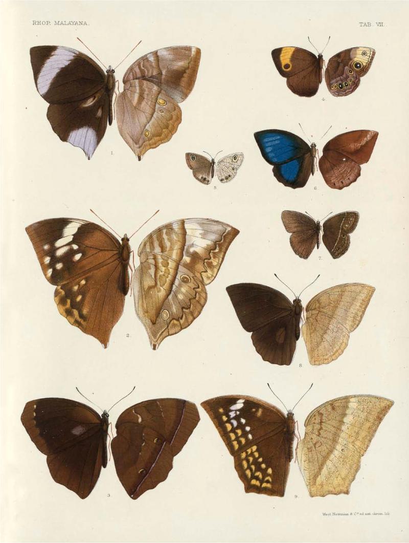 Rhopalocera Malayana -a description of the butterflies of the Malay Peninsula - with 46 coloured plates and 129 woodcuts (TAB VII) BHL46291629